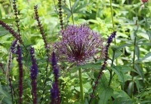 A purple allium flower blooms amid green foliage, surrounded by tall, slender purple flower spikes—one of the top planting combinations for striking garden displays.