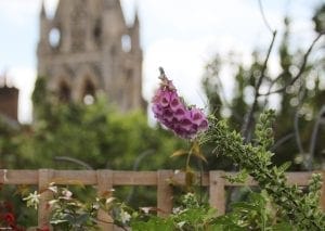 A purple foxglove flower in focus in a garden, with a blurred stone church tower and greenery in the background—an inspiring scene for top planting combinations and companion planting ideas.