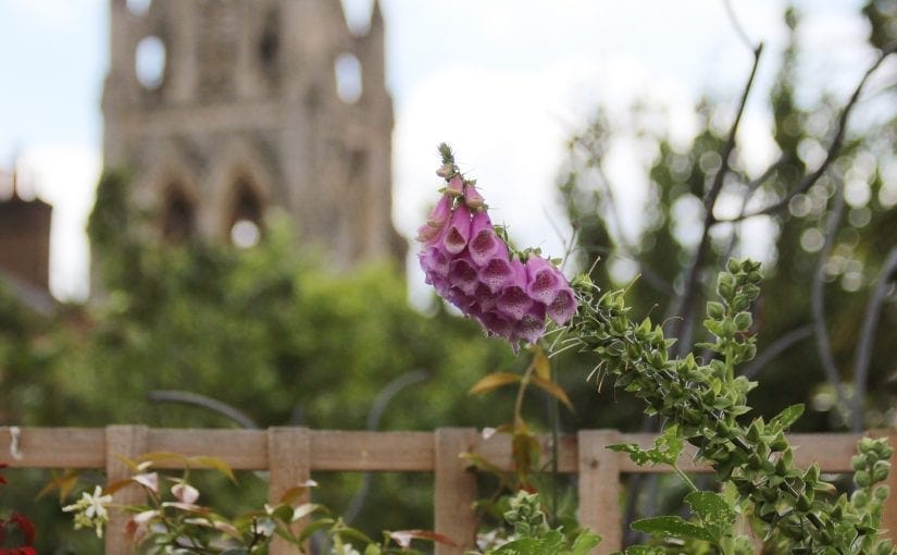 Top 10 Planting combinations