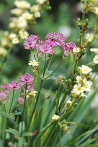 Clusters of pink and yellow wildflowers with green stems and leaves, shown in a natural outdoor setting—perfect inspiration for top planting combinations or companion planting in your garden.