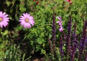 Purple daisies and tall purple-blue flower spikes, known for excellent companion planting, grow among green foliage in a sunlit garden, with droplets of water visible on the petals.