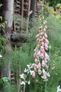 Tall stalks of pale pink foxglove and white wildflowers create beautiful planting combinations among green foliage near a rustic wooden fence.