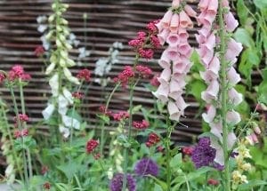 Pink and white foxglove flowers stand among clusters of small red and purple blooms, offering a striking example of planting combinations, with a wooden fence in the background.