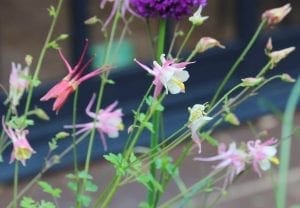 Several delicate pink and white columbine flowers with thin green stems grow outdoors against a blurred background, making them one of the best plant pairs for striking planting combinations.