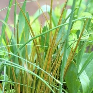 Close-up of green and thin orange-tipped grass blades with droplets of water, surrounded by various green leaves and stems—an inspiring view for anyone exploring companion planting or the best plant pairs in their garden.