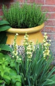 A large yellow ceramic pot with green foliage and herbs sits against a brick wall, surrounded by flowering yellow plants, showcasing beautiful companion planting for the best plant pairs.
