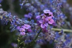 Close-up of small purple and pink flowers against a blurred background, showcasing beautiful planting combinations perfect for inspiring your gardening tips.
