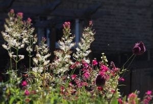 A cluster of wildflowers, including pink and white blossoms, thrive in sunlight against a dark, blurred background—an example of nature’s beautiful planting combinations.