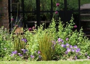 A garden bed with tall green plants and purple globe-shaped flowers shows off striking planting combinations, complemented by low-growing purple blooms in front of glass doors.