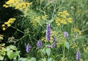 Purple wildflowers in the foreground complement clusters of yellow flowers and green foliage in the background, creating one of the best plant pairs for striking planting combinations.