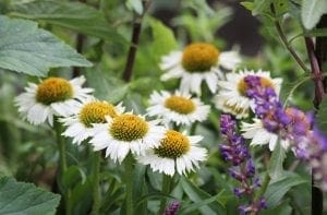 White coneflowers with yellow centers and purple flowers thrive among green foliage, showcasing beautiful companion planting in a garden.