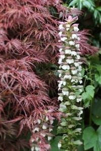 A tall spike of white and pale pink flowers rises beside fine, reddish leaves and green foliage—an inspiring example of top planting combinations for gardens.