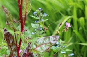 Close-up of various wildflowers and green leaves—featuring small blue and pink flowers—showcasing beautiful planting combinations, with a blurred green background.