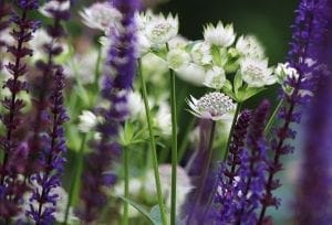 Close-up of white and purple wildflowers with green stems, illustrating beautiful planting combinations and blurred purple flowers in the foreground.