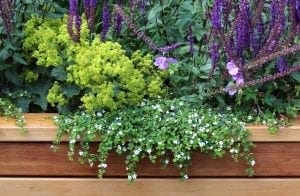 A wooden planter box filled with green foliage, small white flowers, and tall purple flowering plants showcases beautiful planting combinations for those seeking gardening tips.