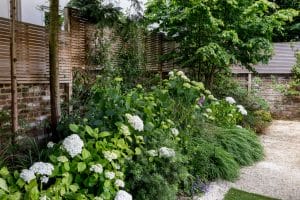 A landscaped garden with white hydrangeas, green plants, and trees, bordered by a wooden slat fence and a gravel path.