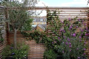 A wooden slat fence with an opening overlooks rooftops; potted plants and flowering shrubs with purple flowers are arranged along the fence.
