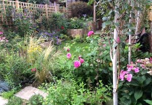 A lush garden with various flowering plants, including pink roses and hydrangeas, green foliage, and a wooden trellis fence in the background.