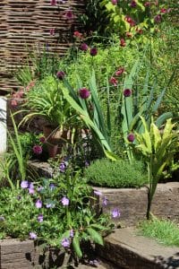 A tiered garden with wooden steps features various green plants, purple alliums, small purple flowers, and a woven fence in the background.