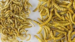 Two separate piles of dried yellow mealworms are displayed on a white surface.