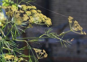 A spider web is stretched between yellow flowering dill stems in a chillout garden, with a small spider visible on one of the stems in natural sunlight.