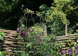 Tall yellow-flowered and purple-flowered plants grow in front of a woven wooden fence, creating a serene chillout garden vibe with lush green foliage in the background.