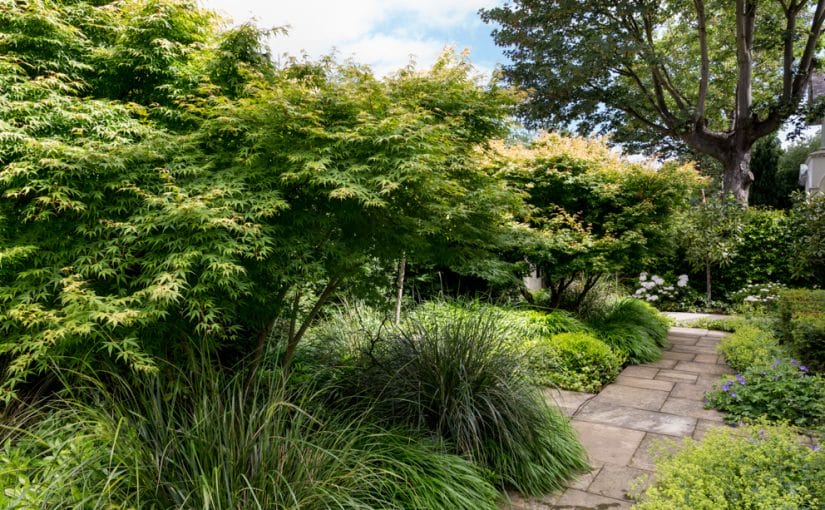 Primrose Hill Front Garden: Quiet Structure, Lasting Elegance