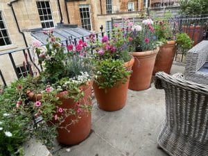 Large terracotta pots with various colorful flowers attract bees as they are arranged on a stone balcony next to a wicker chair, with stone buildings in the background.