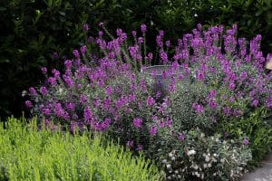 A garden with dense clusters of purple flowers and green foliage surrounds a floating bench, with a metal trash bin partially hidden in the background.