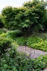 A front garden with a stone pathway surrounded by green shrubs, tall grasses, purple flowers, and a leafy tree in the background.
