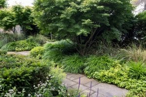 A front garden with stone pathways winding through dense green foliage, shrubs, and ornamental grasses beneath leafy trees.