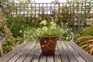 A potted plant with small white flowers sits on a wooden outdoor table in the Portobello Sky Garden, surrounded by lush greenery and a lattice fence in the background.