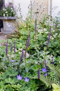 A vibrant front garden with tall purple flower spikes, light pink blossoms, green ferns, and various lush foliage displayed in front of a stone planter.