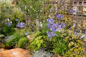 A small Portobello Sky Garden with purple flowers, green foliage, and a trellis sits gracefully on a tiled patio.