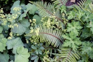 A top-down view of various green plants in a front garden, including ferns and broad leaves, covered with drops of water.