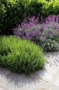 A stone patio bordered by dense green shrubs and flowering lavender with purple blooms features a sleek floating bench for modern outdoor relaxation.