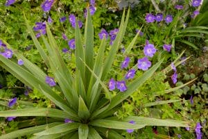 Green spiky leaves of a yucca plant surrounded by blooming purple flowers and lush green foliage in a Portobello garden setting, reminiscent of the vibrant displays at Sky Garden.