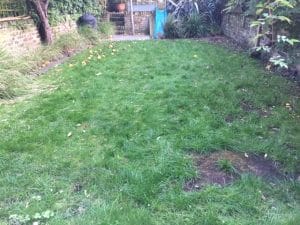 A symmetrical, grassy backyard garden with scattered yellow apples, bordered by brick walls and lush green plants.