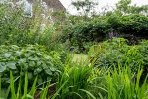 A lush, green chillout garden with dense foliage, various flowering plants, and a grassy area, bordered by a brick wall and wooden fence.