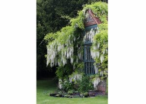 Vines with clusters of white flowers cover the roof and wall of a brick house with large windows, surrounded by green grass and trees—like a Secret Garden hidden in the Chilterns.