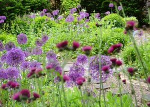 A secret garden in the Chilterns, with clusters of purple and magenta flowers nestled among lush green foliage and a stone path winding through the center.