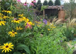 A garden with yellow, pink, and purple flowers, tall grasses, green foliage, a wooden shed, and a pergola in the background features charming cottage style planting.