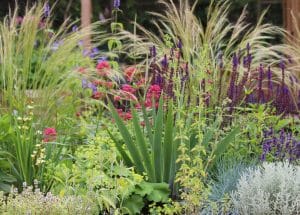 A garden bed with a variety of flowering plants, including tall grasses, purple and red flowers, and green foliage arranged in a cottage style planting.