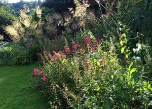 A sunlit garden with lush green grass, tall plants, and clusters of vibrant pink and white flowers in bloom, evoking the tranquil beauty of a Secret Garden in the Chilterns.