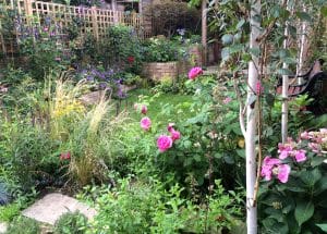 A lush garden with cottage style planting features various flowers, tall grasses, and green plants, bordered by a wooden fence and brick wall, with a black metal bench partially visible.