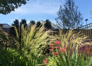 Ornamental grasses and flowering plants create a charming cottage style planting in a sunlit garden, framed by a wooden fence, trees, and a clear blue sky in the background.