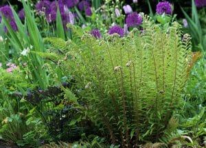 A cluster of green ferns grows in a garden bed, surrounded by various plants and purple allium flowers, evoking the tranquil beauty of a Secret Garden in the heart of the Chilterns.