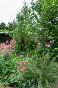 A lush garden with cottage style planting features tall green trees, pink flowering plants, ornamental grasses, and a wooden fence in the background.