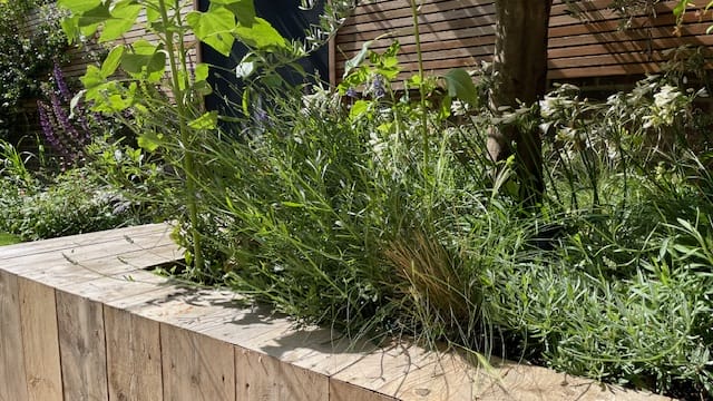 A wooden raised garden bed, inspired by oval gardens, is filled with tall grasses and leafy plants, sunlight casting gentle shadows across the lush greenery.