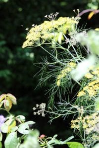 A close-up of yellow dill flowers and feathery green leaves in sunlight, blooming beautifully in the front garden, with a dark, blurred leafy background.